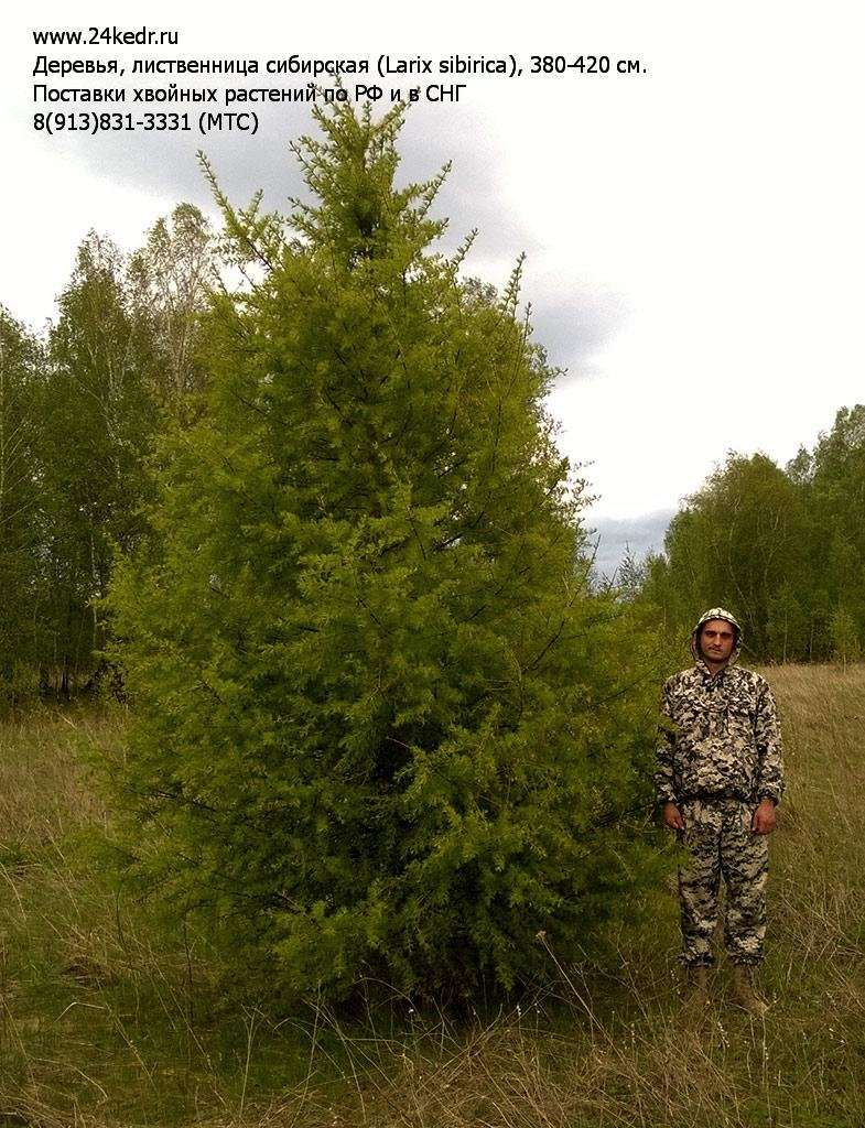 Купить Семена Лиственницы Сибирской